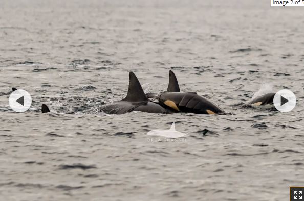 نهنگ‌های قاتل نوزاد را به زور به سطح آب می‌راندند تا بتواند نفس بکشد.